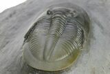 Rare Cyberella Lemkei Trilobite - Rare Species #354421-4